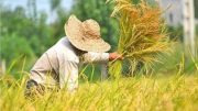 آغاز فصل برداشت برنج؛ کشاورزان نگران واردات و چشم‌انتظار حمایت دولت