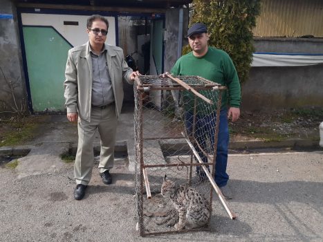 رها سازی سیاه گوش کمیاب به دامن طبیعت در گیلان