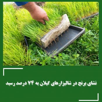 انجام نشای برنج در ۱۷۸ هزار هکتار از شالیزارها
