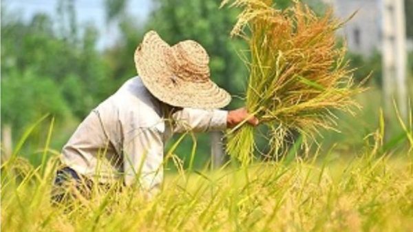 آغاز فصل برداشت برنج؛ کشاورزان نگران واردات و چشم‌انتظار حمایت دولت