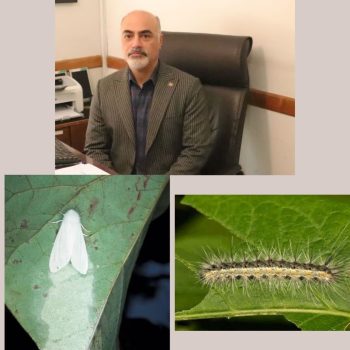 تدابیر تخصصی اداره کل منابع طبیعی وآبخیزداری استان گیلان برای کنترل آفت شب پره سفید آمریکایی