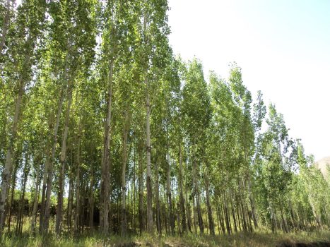 گیلان در صدر تولید چوب صنوبر ایران قرار گرفت