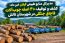 کشف و توقیف ۴۱۰ اصله چوب‌آلات قاچاق جنگلی در شهرستان تالش