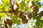 پیش بینی‌ برداشت بیش از ۱۸۰ هزار تُن کیوی در گیلان