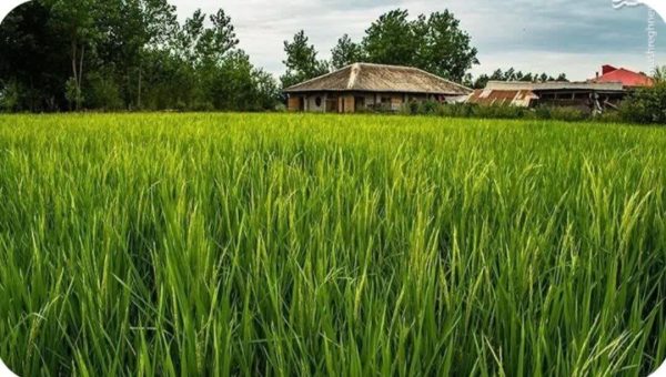 تزریق ۱.۲ همت به بخش کشاورزی گیلان در فاز نخست طرح «همت»